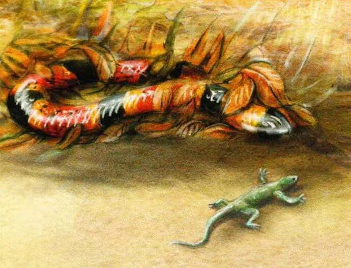 Змея из аспидов 5 букв. Красноголовый крайт. Тигровый аспид. Краснобрюхий чёрный аспид. Арлекиновый коралловый аспид змея.