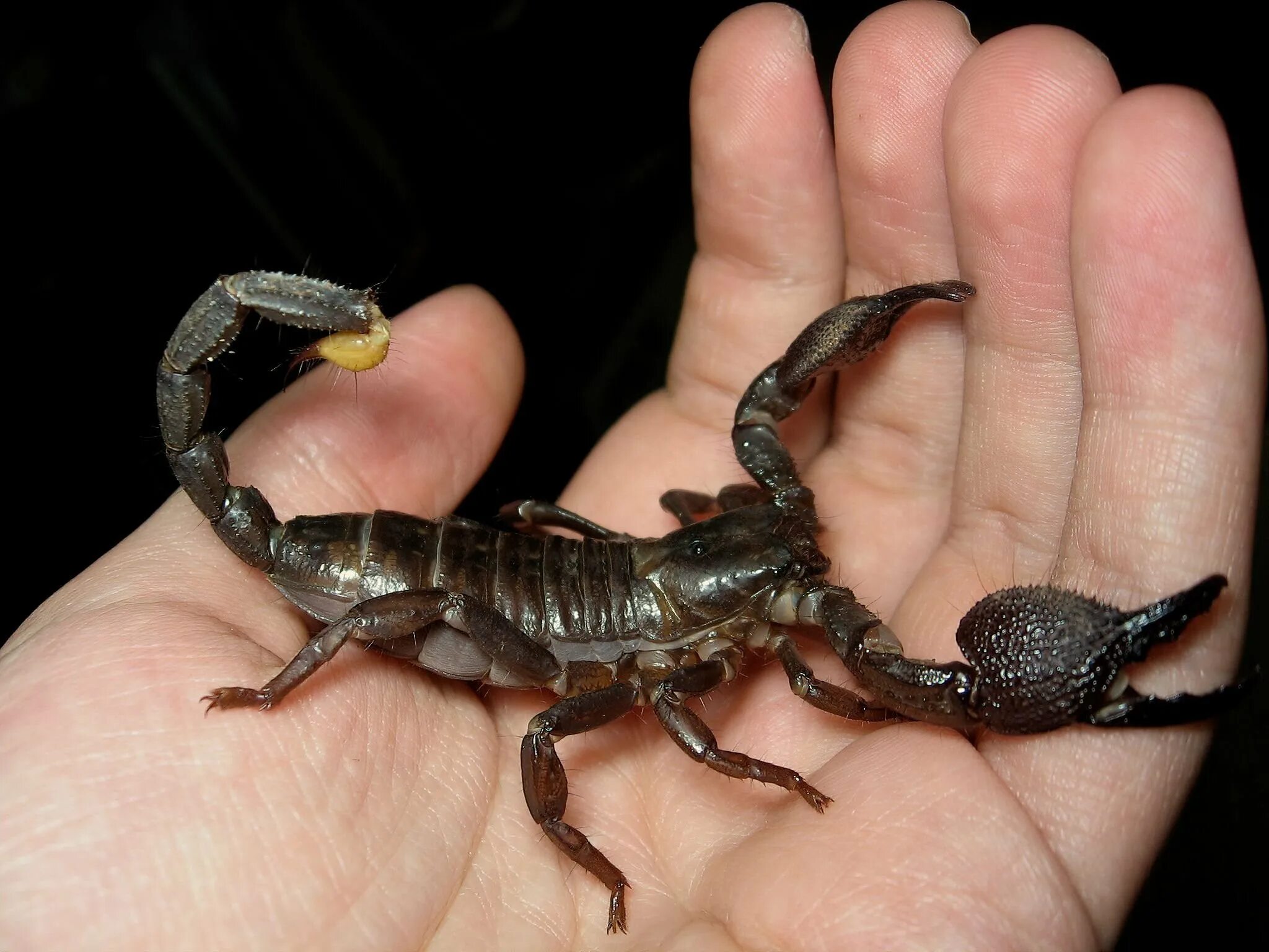 Родственники скорпиона. Индо малайский Скорпион. Скорпион Microbothus pusillus. Скорпион Microtityus Minimus. Пресноводный Скорпион.