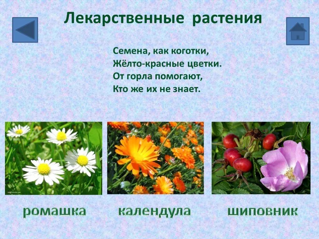 Тесты по лекарственным растениям с ответами. Тест лекарственные растения. Дикорастущие лекарственные растения. Вопросы о лекарственных растениях с ответами. Дикорастущие растения одуванчик.