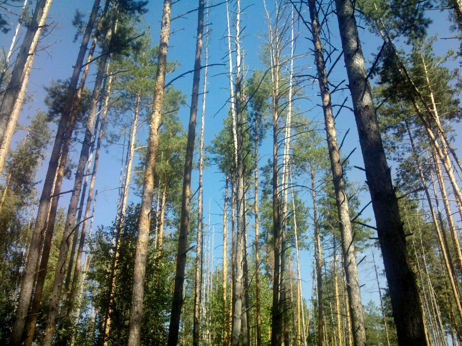 Лесное фото саранск. Лесное фото саранск. Лесное фото саранск. Ельники мордовия лес. Пруд лесное озеро саранск.