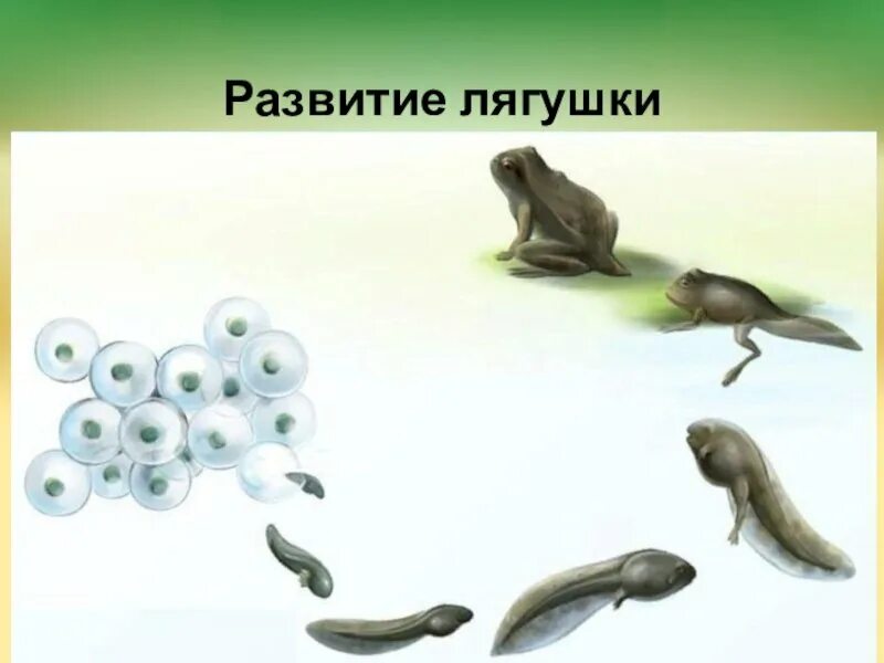 Развития лягушки презентация. Развития лягушки презентация. Развития лягушки презентация. Схема развития земноводных. Развитие лягушки 3 класс окружающий мир.