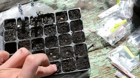 Розы из семян выращивание