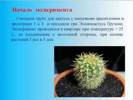 Научное описание кактуса