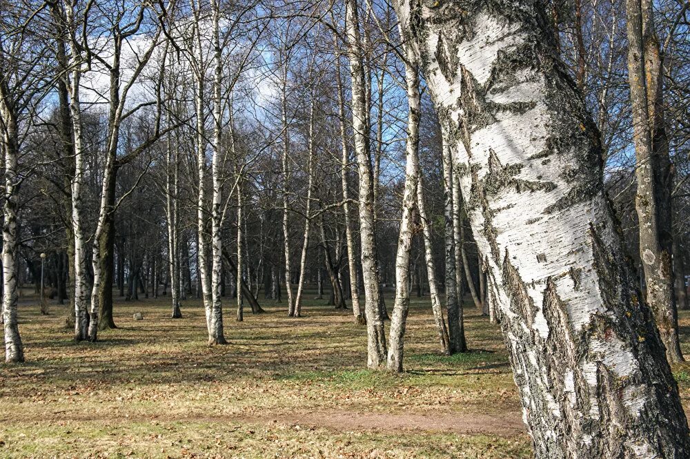 Праздник берёзы (Берещенье). 11 Апреля Берещенье праздник березы. Берещенье народный праздник. Береза в апреле. Почта березки