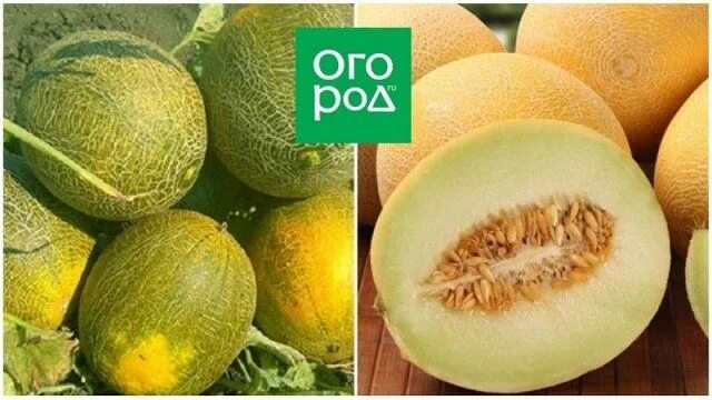Сорта дынь для урала