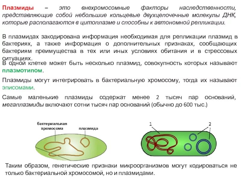 Строение плазмиды бактерий. Плазмиды бактериальной клетки. Плазмиды прокариот функции. Строение плазмид бактерий. Прокариоты наследственная информация