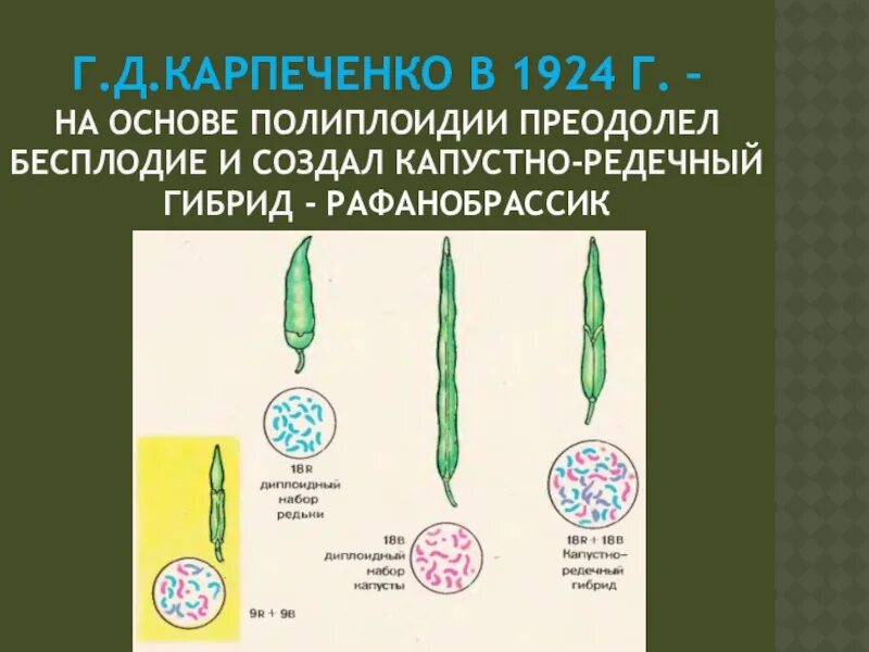 Капустно редечный гибрид. Карпеченко гибрид редьки и капусты. карпеченко капустно редечный. капустно-редечный гибрид карпеченко. карпеченко капустно редечный гибрид методы.