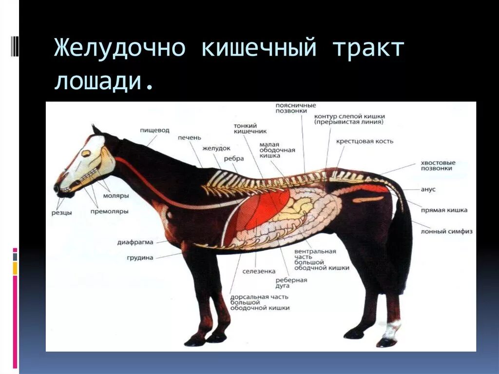 Желудок животных строение. Пищеварительная система лошади схема. Топографическое расположение органов пищеварения у животных. Строение органов пищеварения анатомия животных. Органы пищеварения лошади схема.