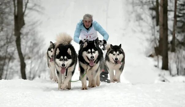 Маламут ленд в самаре. Маламут ленд в самаре. Маламут ленд. Сибирский маламут. Маламут чемпион европы.