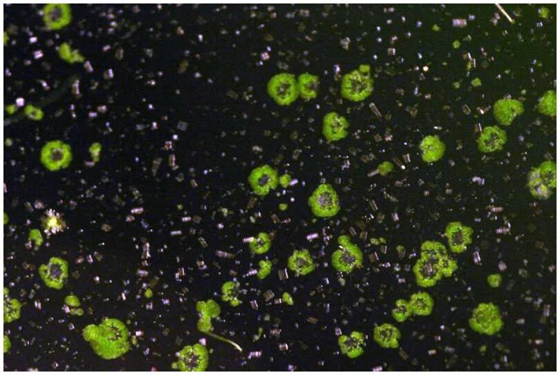 Водоросль Ксенококус. Зеленых точечных водорослей. Зелёные водоросли в аквариуме на стёклах. Зеленые точечные водоросли в аквариуме.