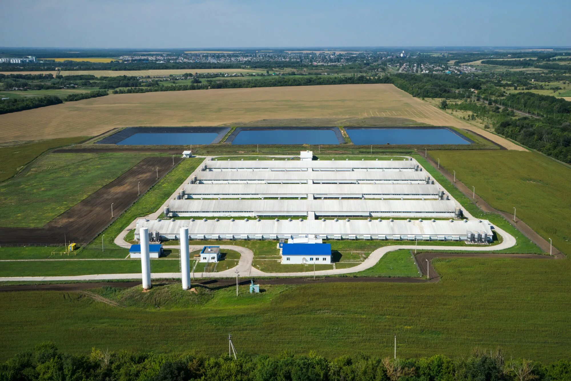 свиноводческие фермы и комплексы. свиноводческие фермы и комплексы. свиноводческие фермы и комплексы. нижегородское свинокомплекс. черкизово-свиноводство липецк.