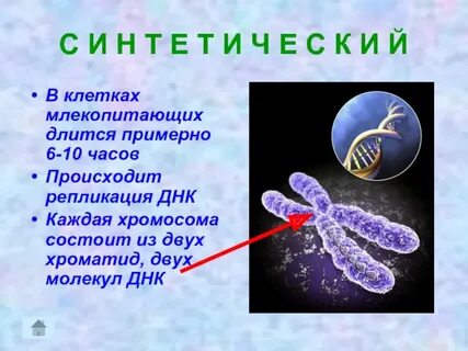 Животные клетки в которых есть хромосомы