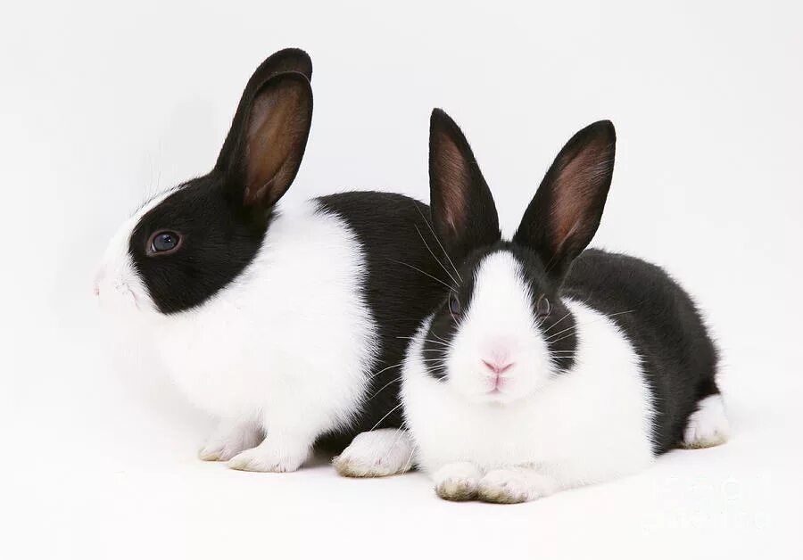 Черный кролик на английском. Кролик. Черный кролик. Кролик черно белый. Кролик белый с чёрными пятнышками.