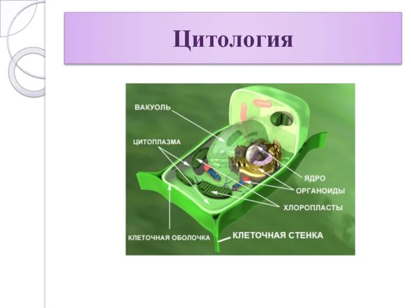 Цитология строение клетки. Цитология это в биологии. цитология презентация. цитология клетки растений. цитология это наука.