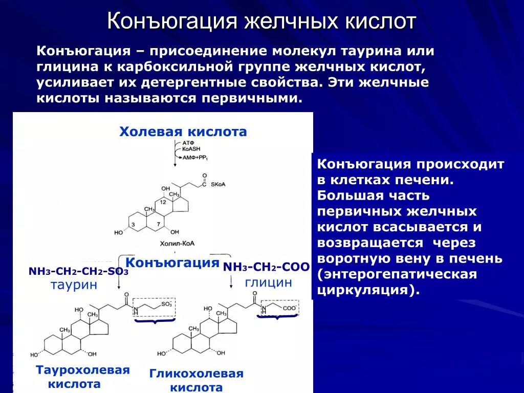 Тиактоцитовая кислота