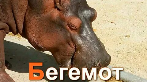 Буква бегемот