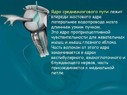 Черепные ядра моста