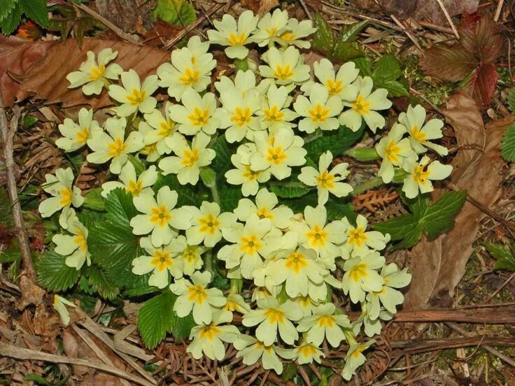 Примула зимует. Примула вульгарис. примула сибирская. примула в сибири. wild primrose.