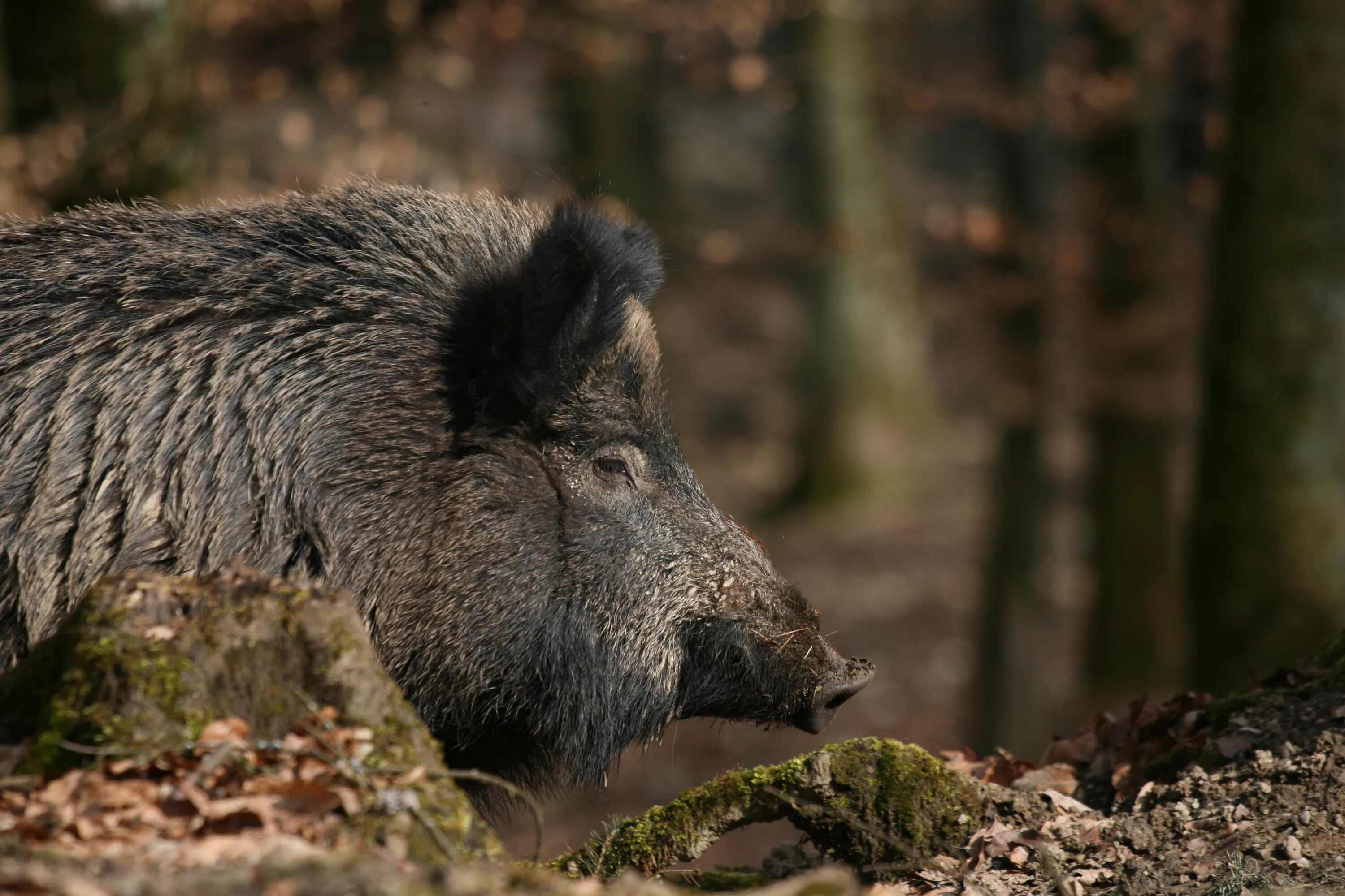 Кабан фото. Кабан (sus scrofa). Sus scrofa scrofa. Sus scrofa Linnaeus. Дикий кабан Воронежской области.
