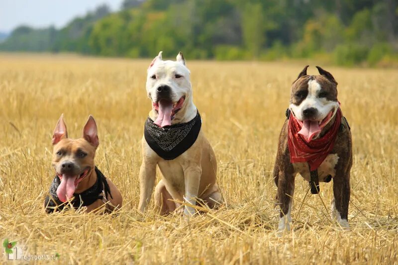 Питбуль команда. Питбуль дрессировка. лабрадор и стафф рядом. команда питбулей. питбуль тренировка.