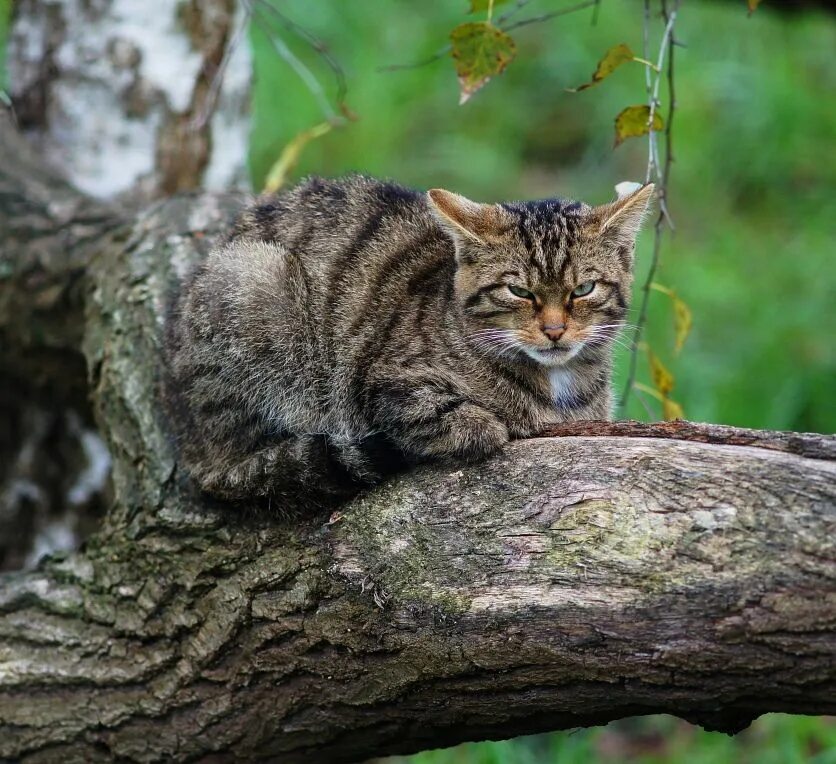 Дикая Лесная кошка. Уральская Лесная кошка. Бельгийский Лесной кот. Среднеевропейский Лесной кот.