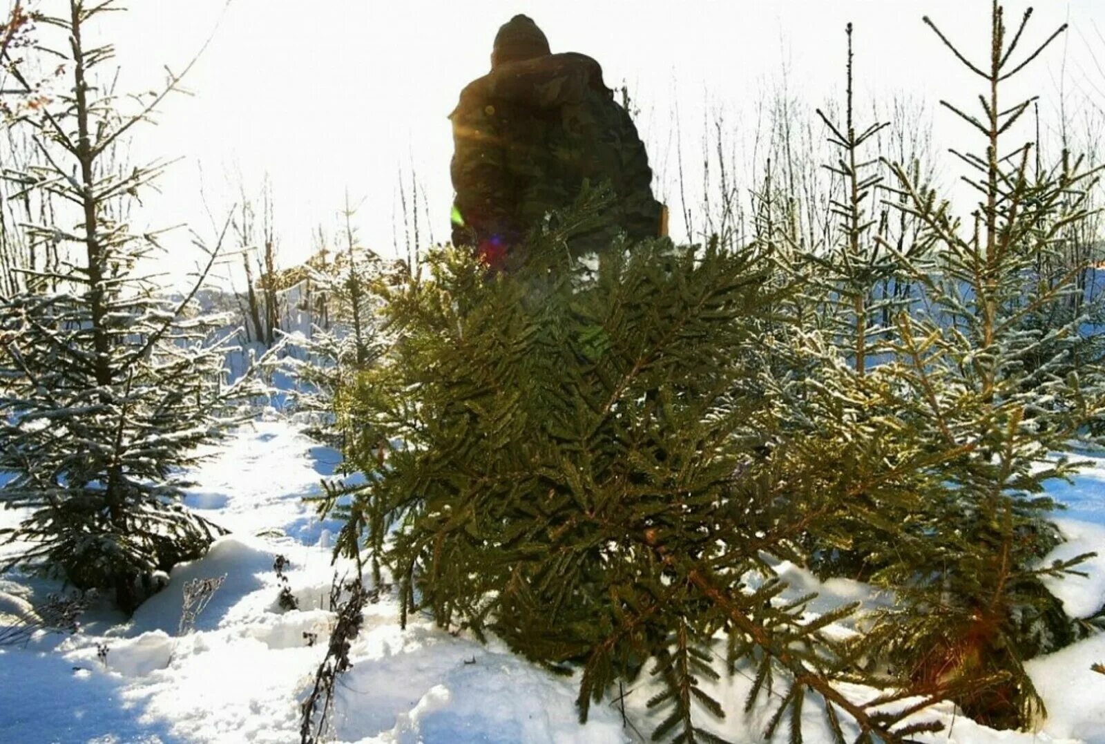 Охране ели