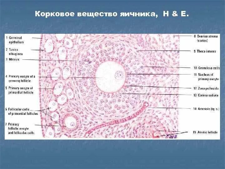 Гистология это простыми. Женская половая система гистология препараты. женская половая система яичник гистология строение. яичник гистология препарат рисунок.