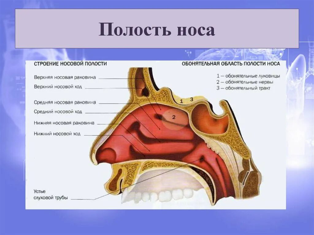 Носовая полость