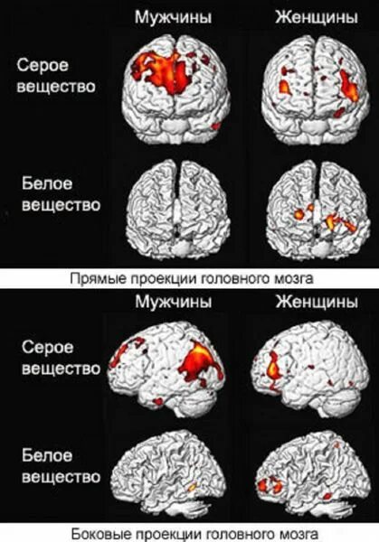 Мозг мужчин различия. Мозг мужчины и женщины различия. Мужской и женский мозг различия. Разница мужского и женского мозга. Мозг мужчины и женщины.