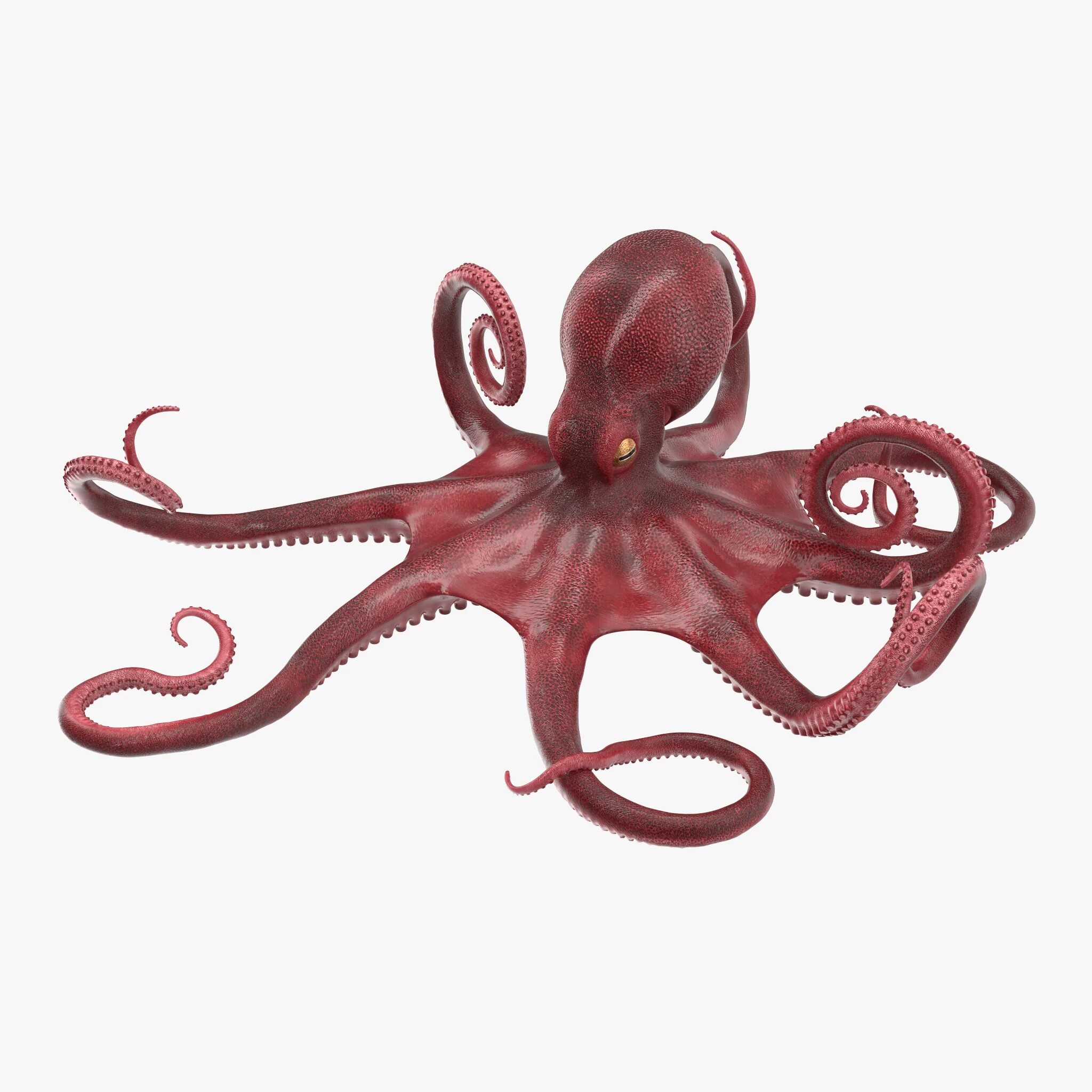 Осьминог Octopus vulgaris. Octopus vulgaris 50см. Осьминог 3d модель. 3d Max модели осьминог.