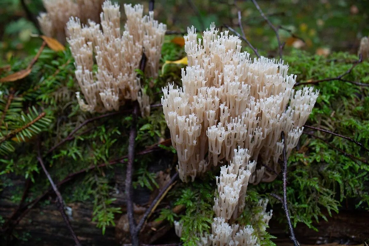 Рогатик Оленьи рожки гриб. Рамария золотистая - Ramaria Aurea. Ежовик, Оленьи рожки.. Рогатик коралловидный. Рогов грибы