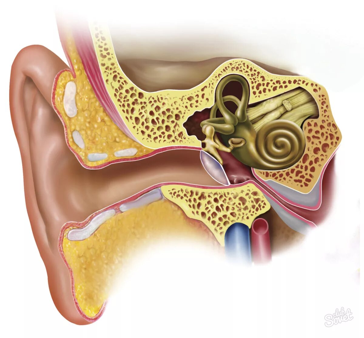 Кохлеарная имплантация строение уха. Серная пробка на барабанной перепонке. Наружный отит барабанная перепонка. Барабанной перепонкой и внутренним ухом
