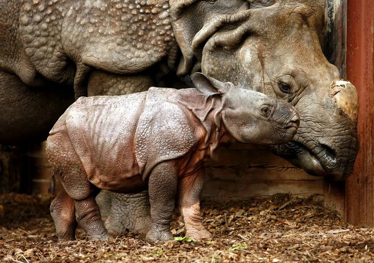 Яванский носорог. Детеныш носорога. Милый носорог. Животные и Детёныши.