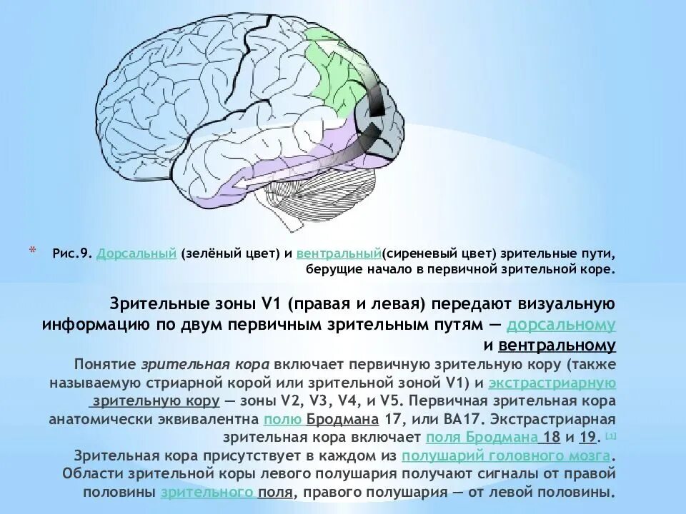 Доли переднего мозга функции. Зрительная зона коры больших полушарий. Зрительные доли коры головного мозга. Первичная зона зрительной коры. Зрительная зона коры коры мозга.