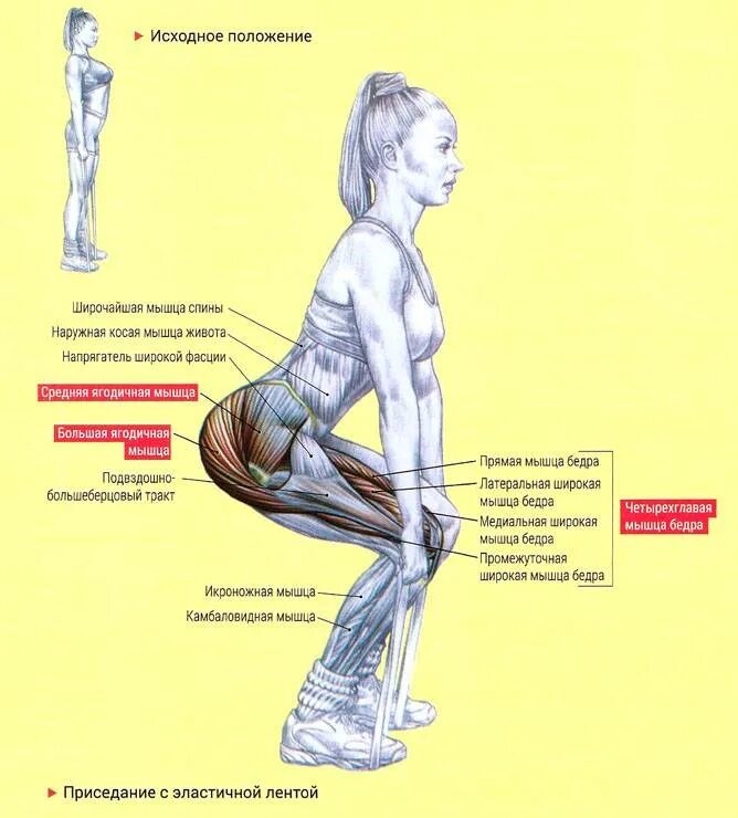 Упражнения для мышц ягодиц. Ягодичные мышцы в присяде. Упражнение приседы с резинкой. Упражнения на ягодичную мышцу с резинками.