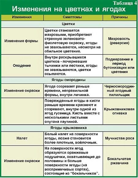 Обработка смородины таблица. Болезни крыжовника и смородины. Таблица обработки крыжовника от вредителей. Схема обработки смородины от болезней и вредителей. Обработка смородины и крыжовника от вредителей