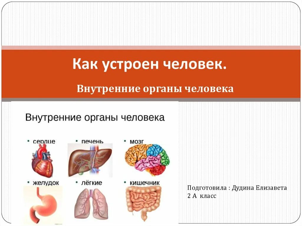 Внутренние органы человека. Внутреннее строение человека. Внутренние органы человека презентация. Модель внутреннего строения человека. Как устроен другой человек