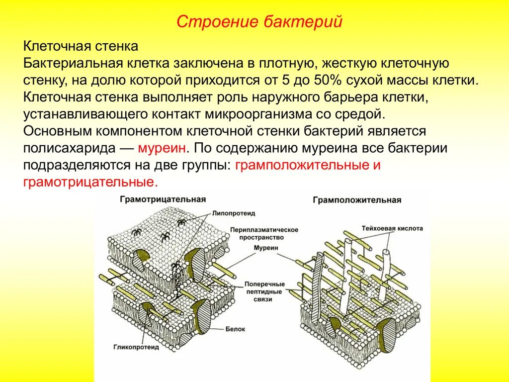 Строение клеточной стенки