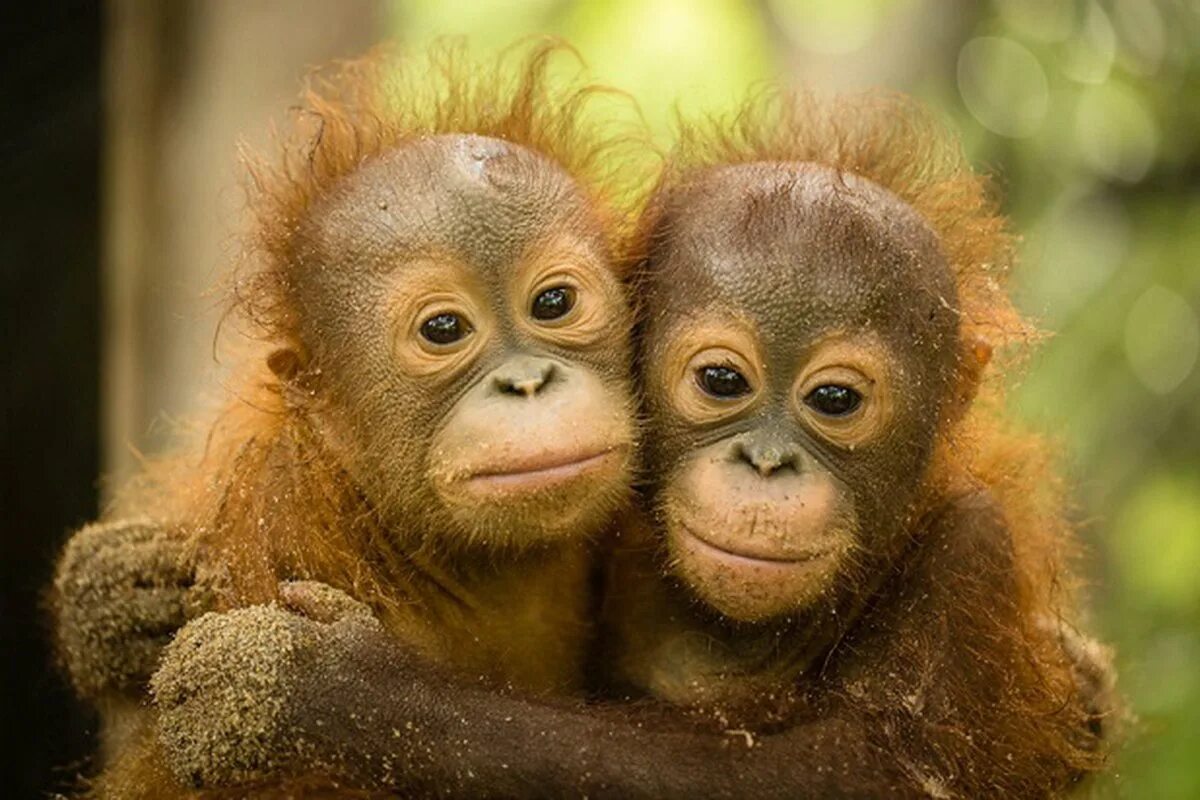 2 смешных брата. Смешные обезьяны. Две обезьяны. Красивая обезьяна. Милые обезьяны.