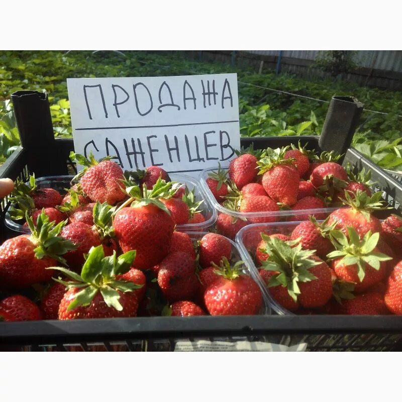 Дачник купил а саженцев клубники. Сорт клубники дашенька. клубника дашенька описание. в оби сейчас продаются саженцы клубники.