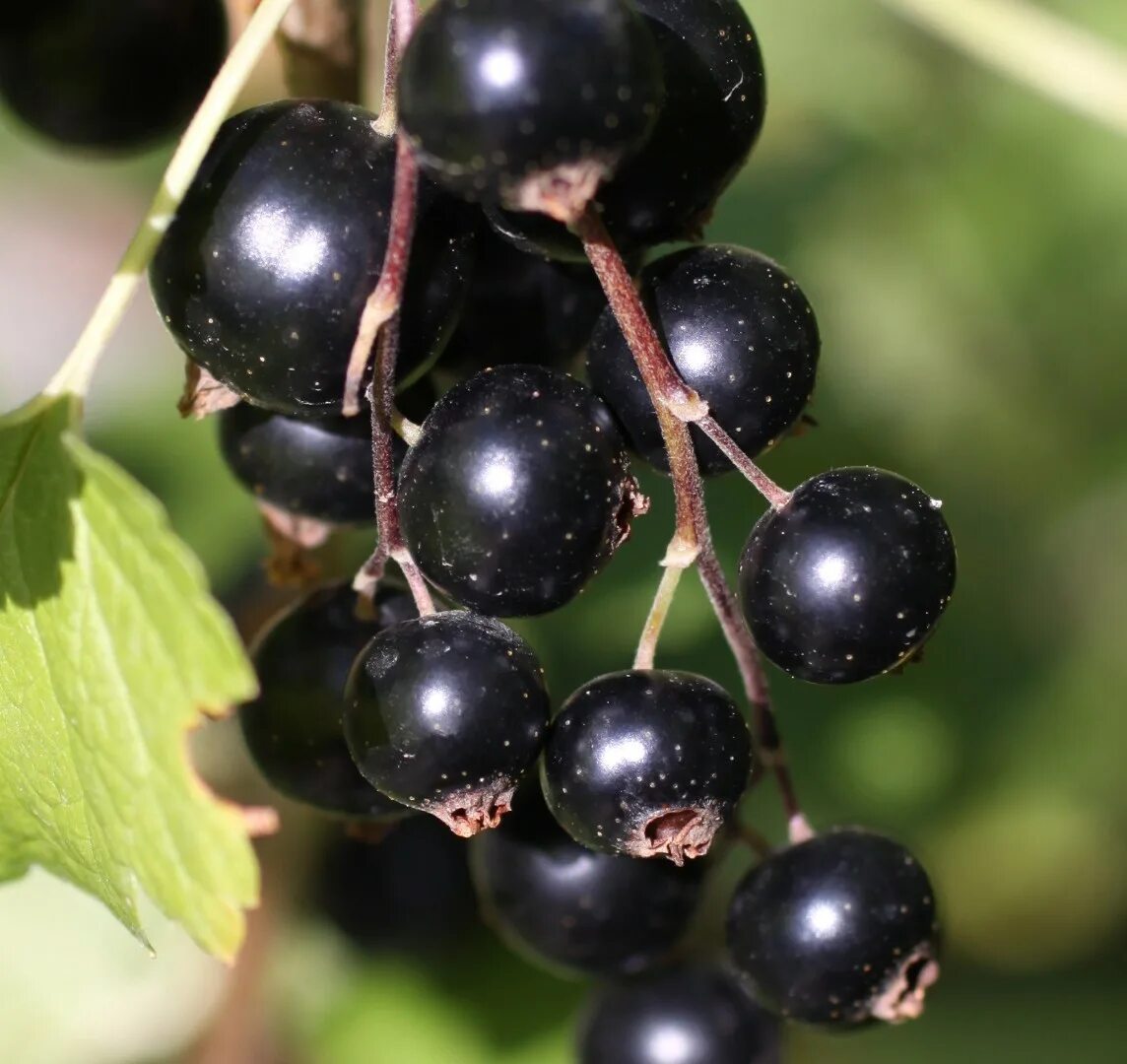 Смородина черная (ribes nigrum). Смородина черная - ribes nigrum l.. Смородина чёрная (ríbes nígrum). Смородина черный жемчуг описание