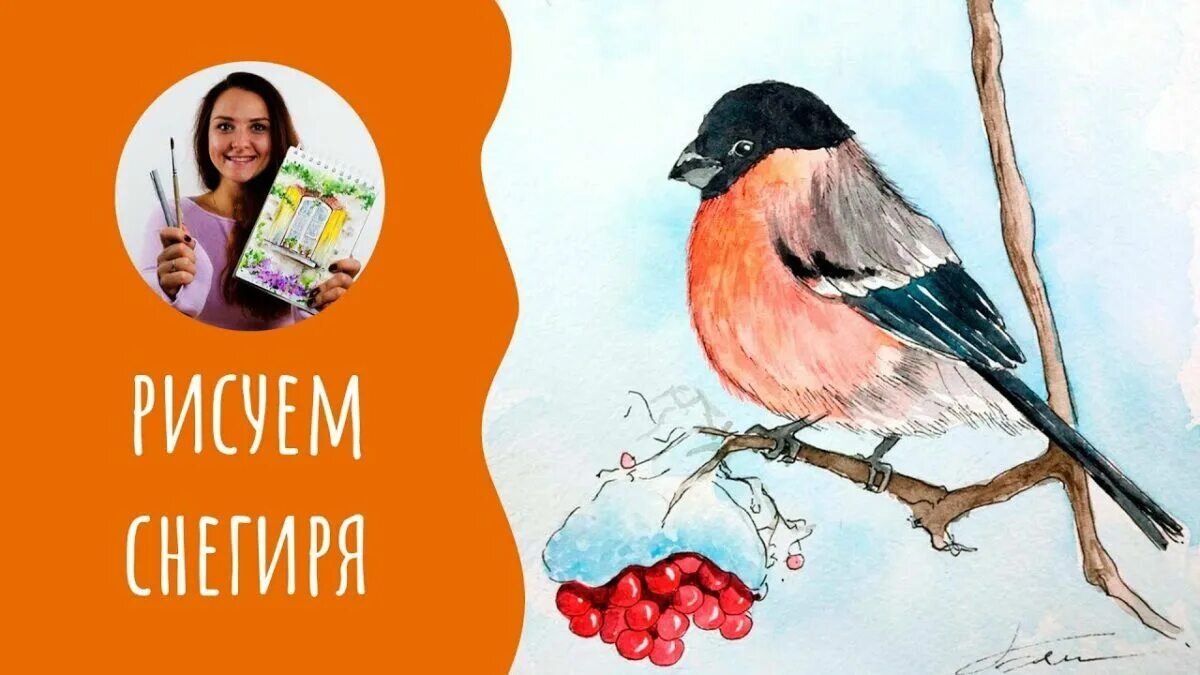 Снегирь урок. Скетчинг снегирь. снегирь акварелью. снегирь красками. рисование красками снегирей.
