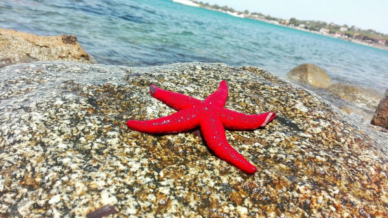 Marina stellar. Stella de marina.