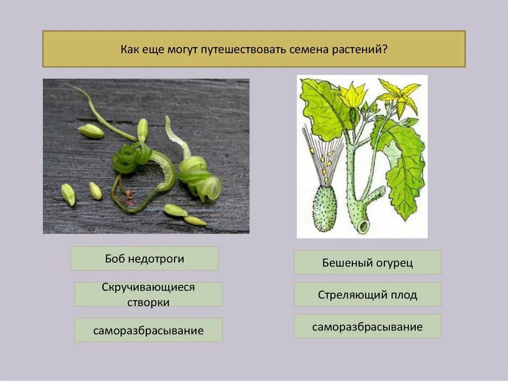 Бешеный огурец Саморазбрасывание семян. Недотрога растение распространение семян и плодов. Недотрога растение распространение семян. Приспособления для распространения плодов огурца. Распространение семян огурца