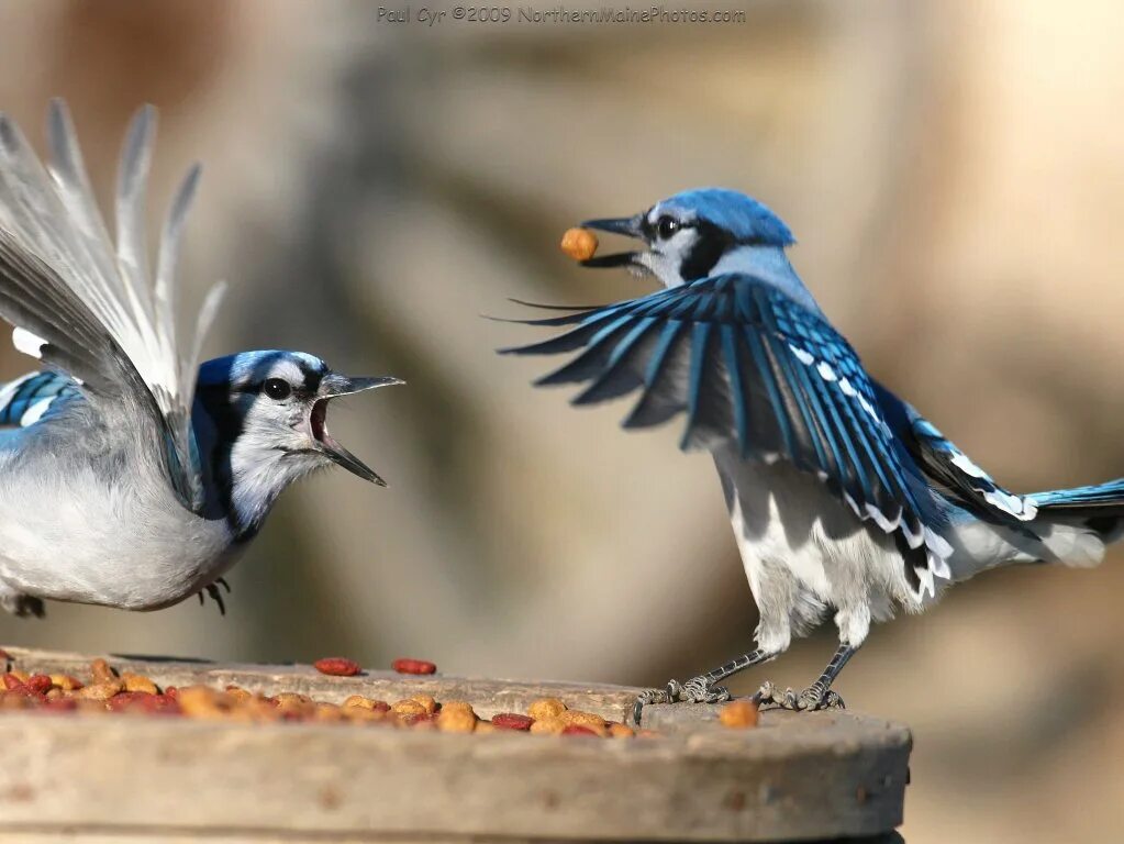 Рекламные плакаты конфет. Наша птичка бренд. Creative birds. Реклама рекламного агентства креатив. Реклама птицы.