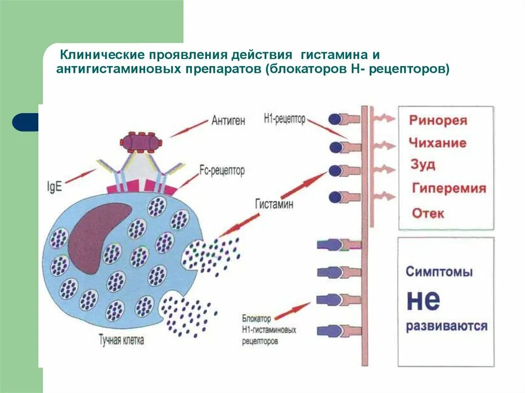 Гистамин действие. Блокаторы н1 гистаминовых рецепторов механизм действия. Механизм действия н1 гистаминовых рецепторов. Блокаторы h1 гистаминовых рецепторов механизм действия. Блокаторы н1-рецепторов гистамина препараты.