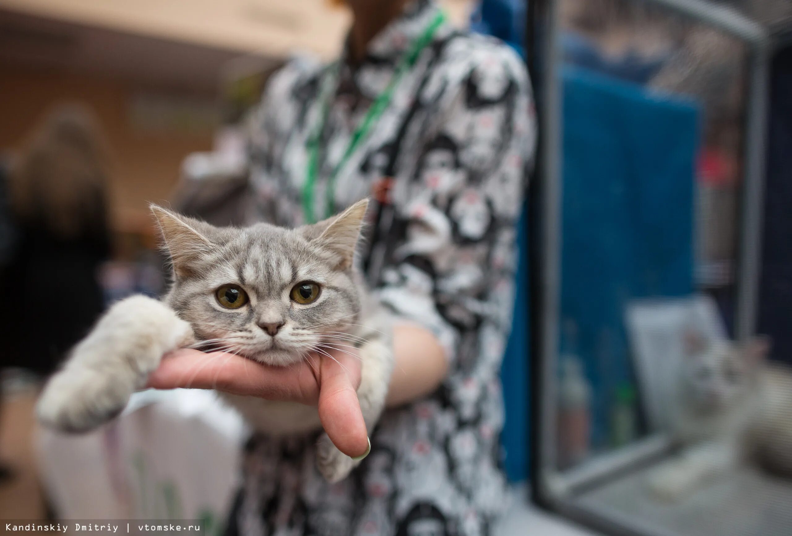 Выставка кошек северодвинск