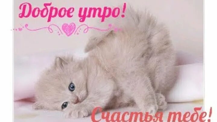 Немного больше 90 открыток с пожеланиями доброго утра и котиками. sopranoclub