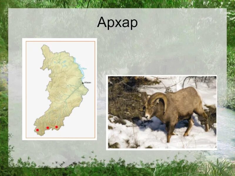 Парнокопытное животное занесенное в красную книгу хакасии. Животные занесенные в красную книгу республика хакасия. красная книга животных хакасии. редкое животное хакасии. животное с красной книги хакасии.
