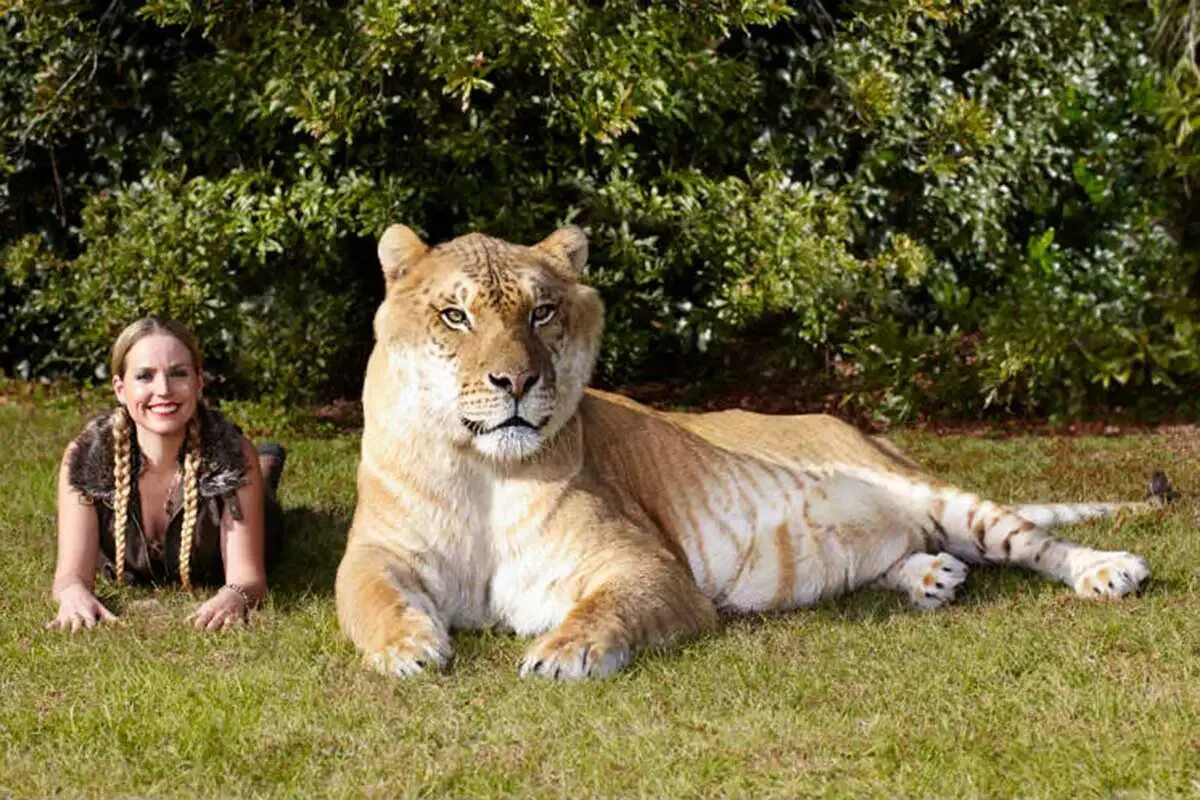 Лигр геркулес самый большой кот в мире. Тигролев геркулес. Лигр и тигролев. И еще он является большой. Лигр и тигон.